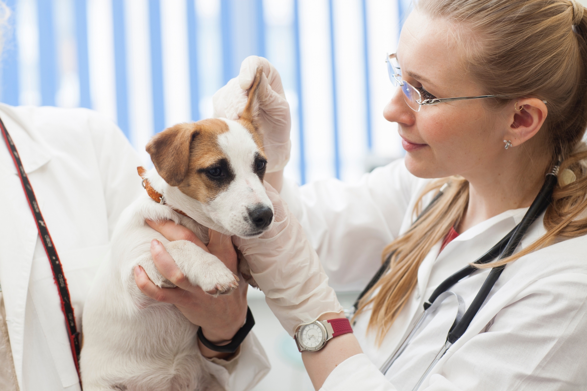 Female veterinarian wearing glasses and a stethoscope holds a small dog as it is examined.