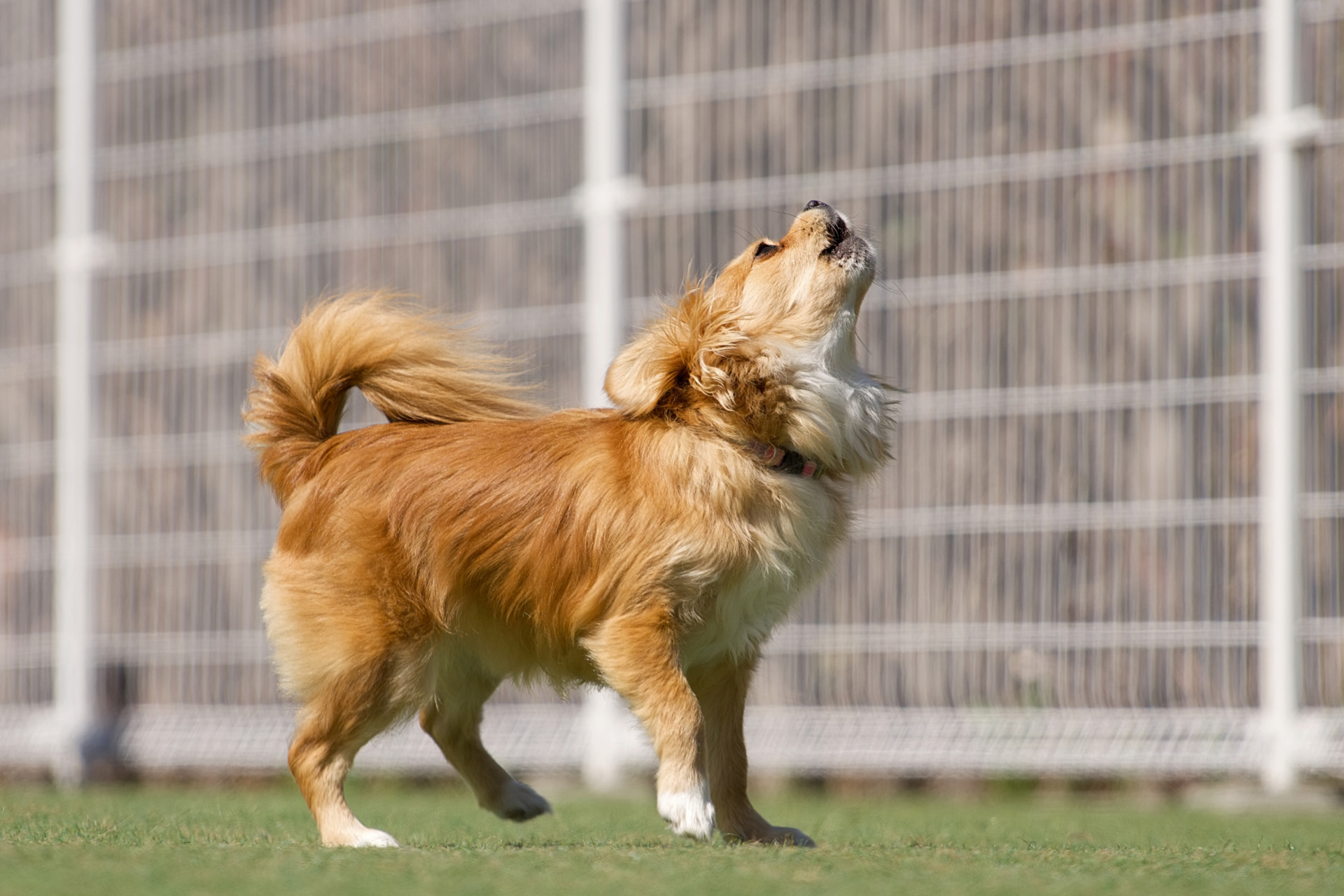 Golden retriever running on a grassy field with a white metal fence in the background, head raised as it trots.