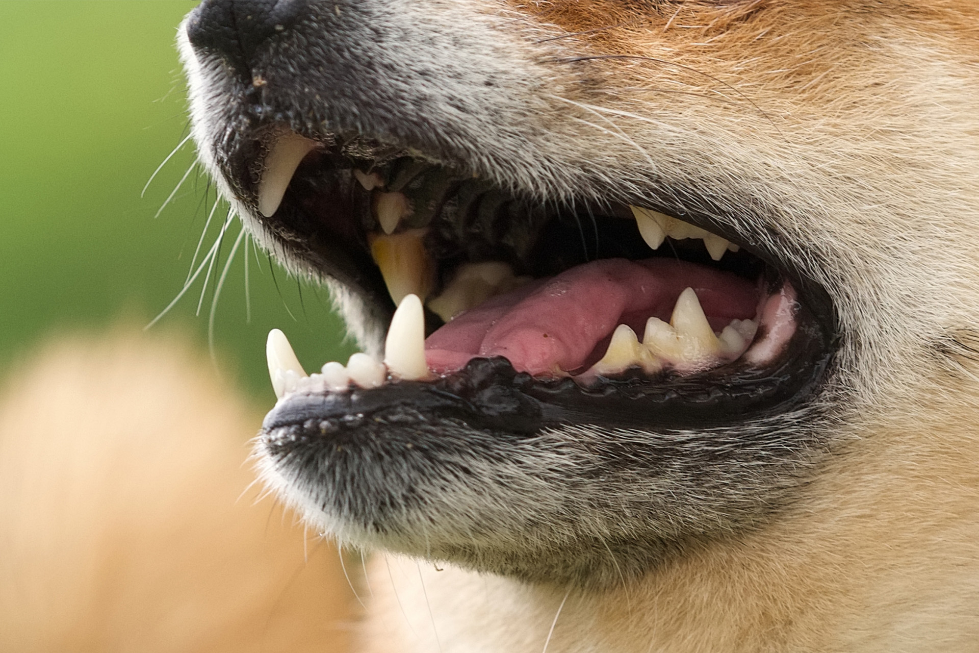 Close-up of a dog's open mouth, showing sharp teeth and pink gums against a blurred background